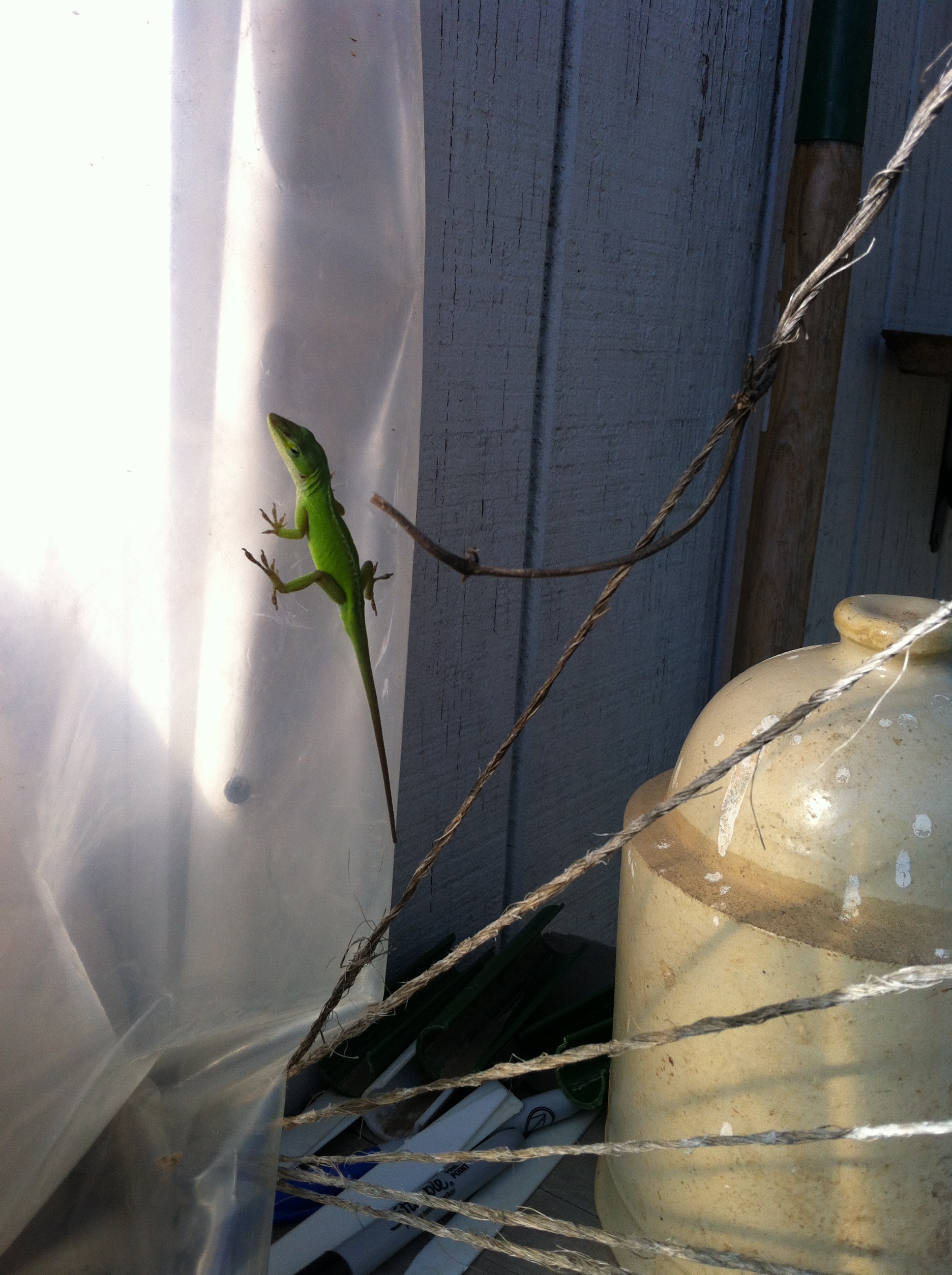 Male Anole lizard. Reptiles and amphibians are a welcome sight in the garden. Lizards, frogs and toads will help rid your garden of pest bugs. 