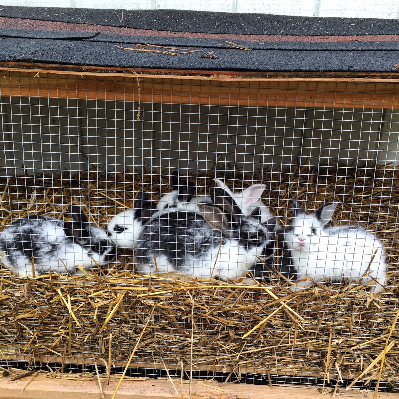 Rabbits at Dogwood Garden