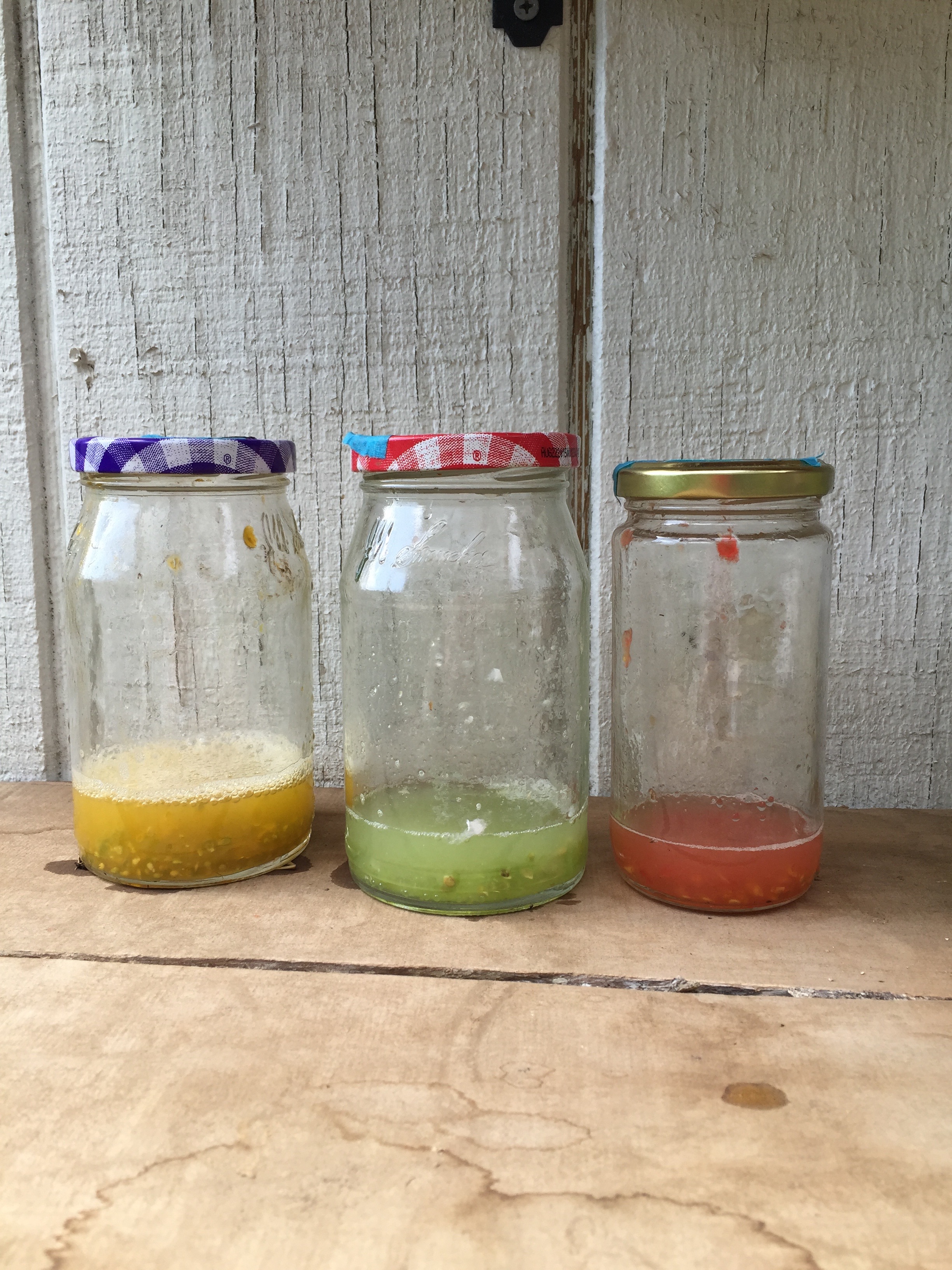 Three different tomato varieties during the fermentation stage of the seed saving process 