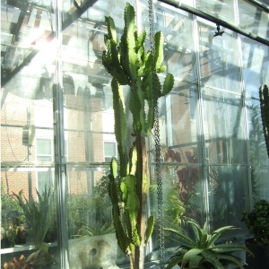 Euphorbia-full