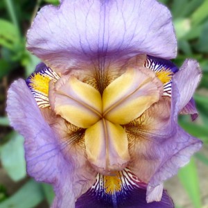 irisflower