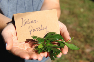 Italian Parsley