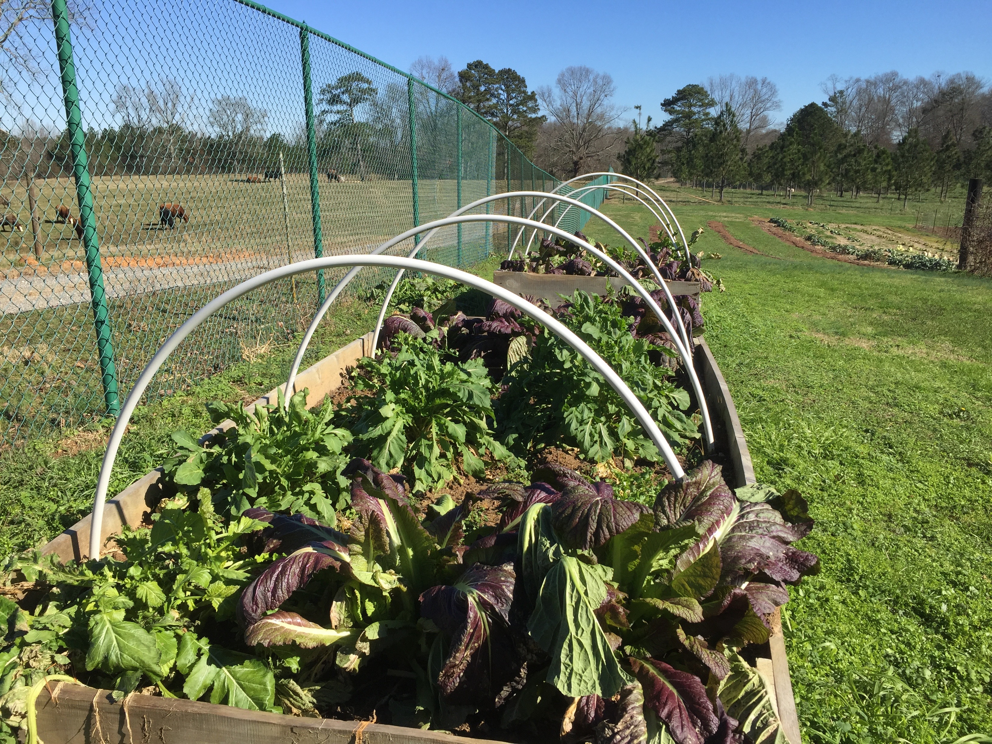 The ABC beds at the Berry College Horticulture area with winter crops of lettuce, mustard greens, and parsley. 