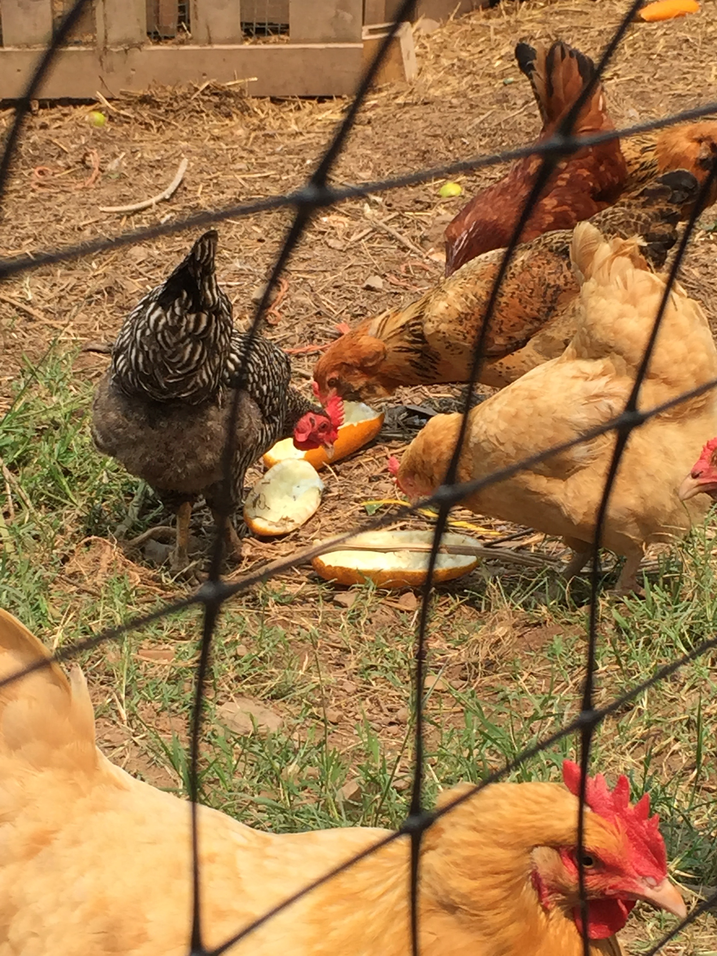 Chickens at Dogwood