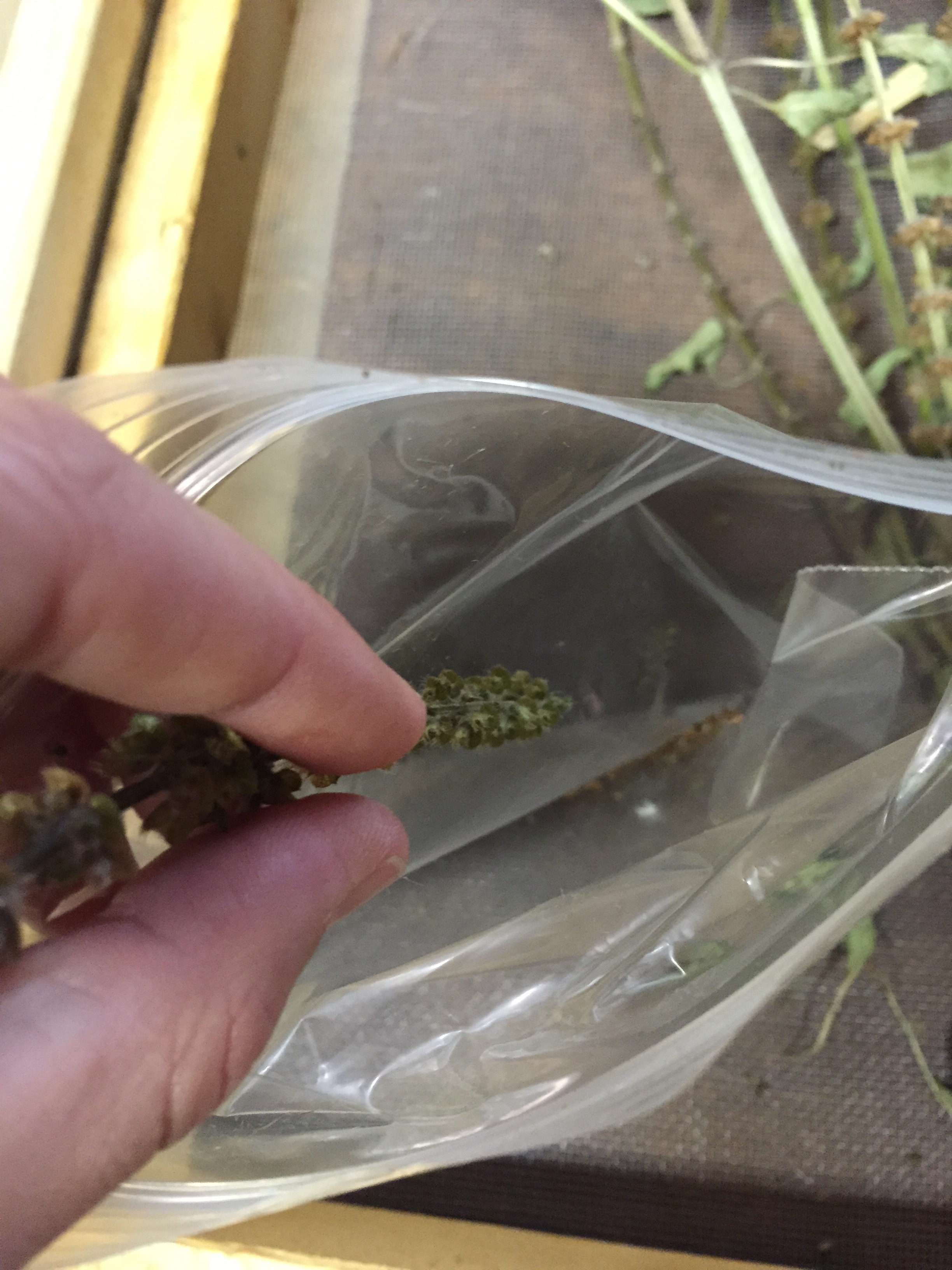 Gently remove seed heads from stem into a sealable bag. 
