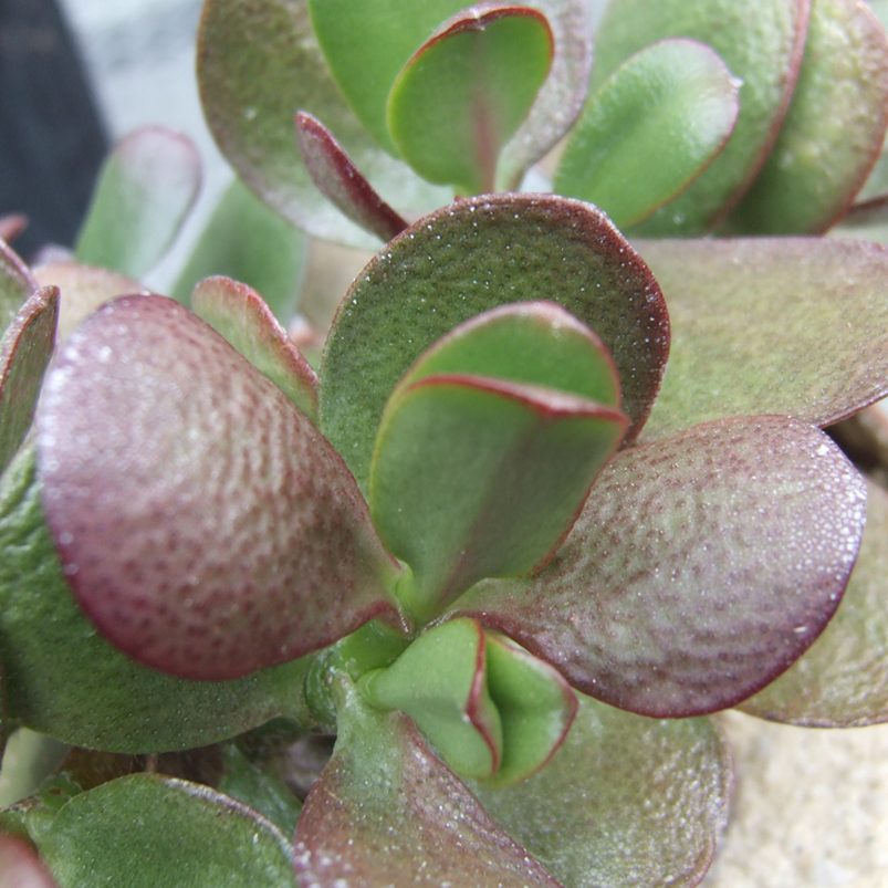 Jade Plant - Biology Teaching Greenhouse